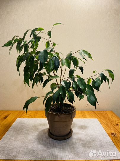 Фикус Бенджамина