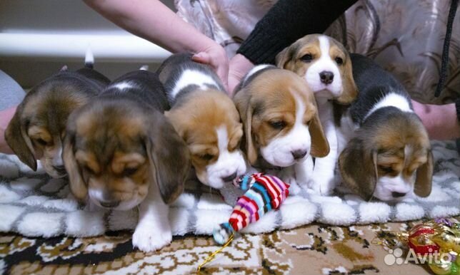 бигль в добрые руки. бигль в машине. бигль вислоухий. бигль в добрые руки. бигль в добрые руки.