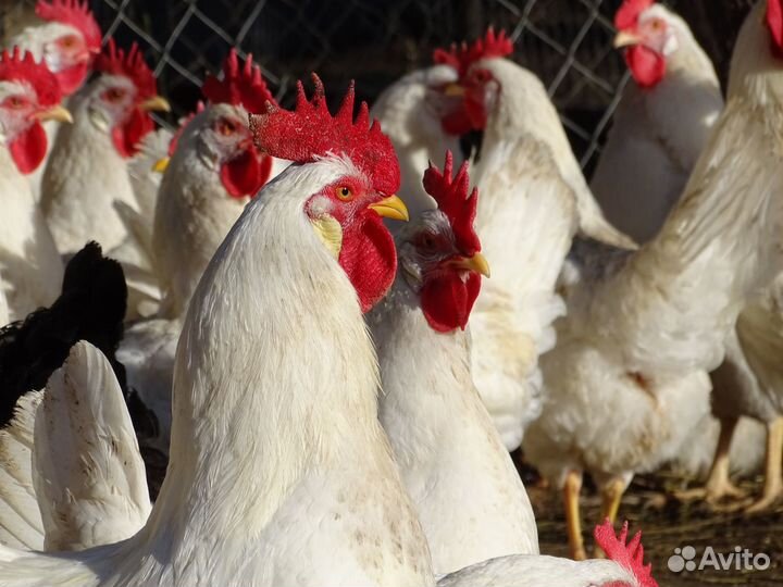 Куры несушки