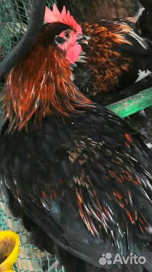 Петухи породные