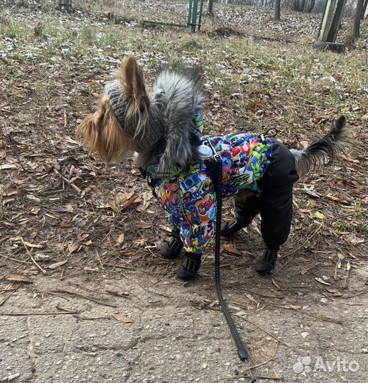 Шапка для собак мелких пород