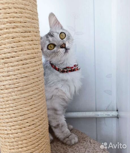 Молодая кошка ищет дом