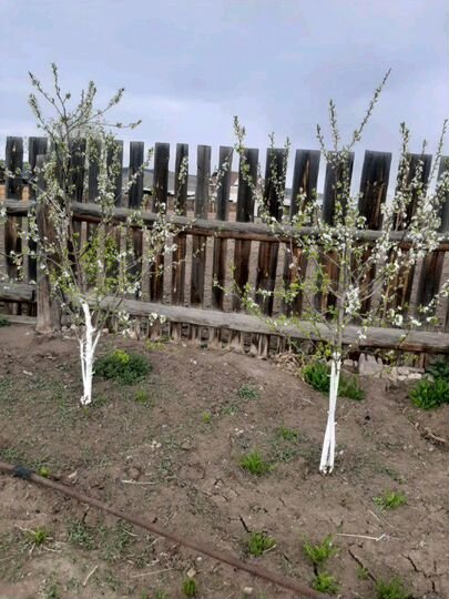 Участок 5 сот. (СНТ, ДНП)