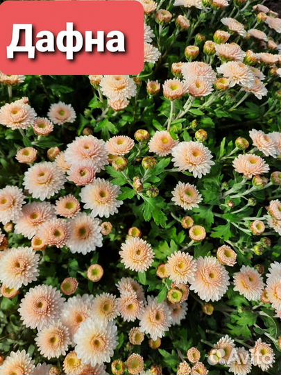 Хризантема