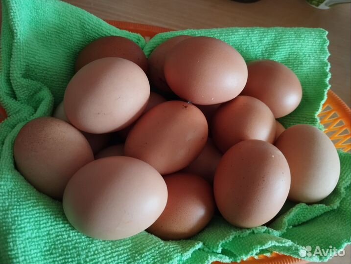 Домашние куриные яйца