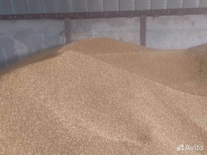 Зерно ячмень