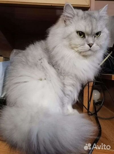 Кот ищет девочку