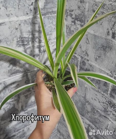 Комнатные цветы