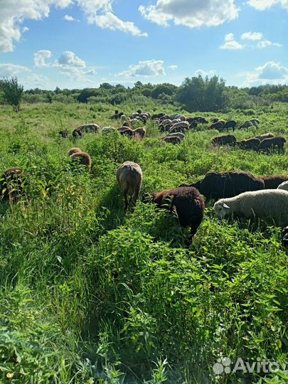 Овцы бараны