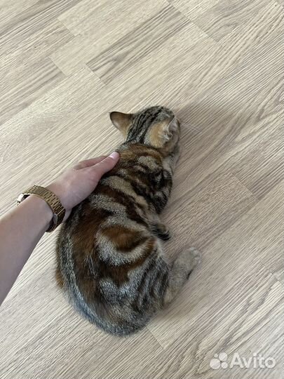 Кошка британка