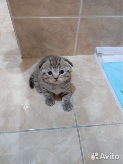 Шотландские котята