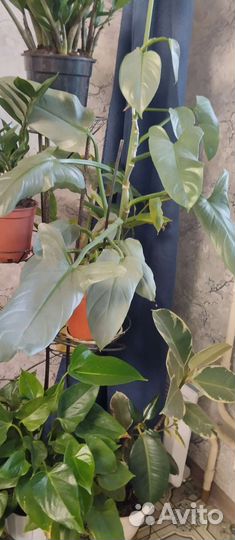 Филодендрон