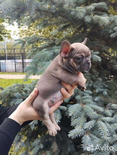 Французский бульдог щенки голубой