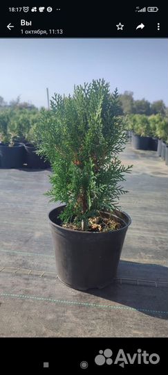 Растения для сада