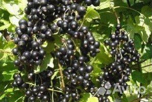 Саженцы смородины