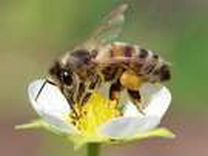 Павильон для �пчёл