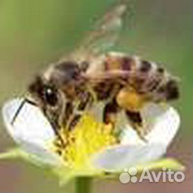 Павильон для пчел: стационарный, для зимовки, содержание пчел