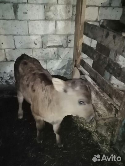 Карова с теленком