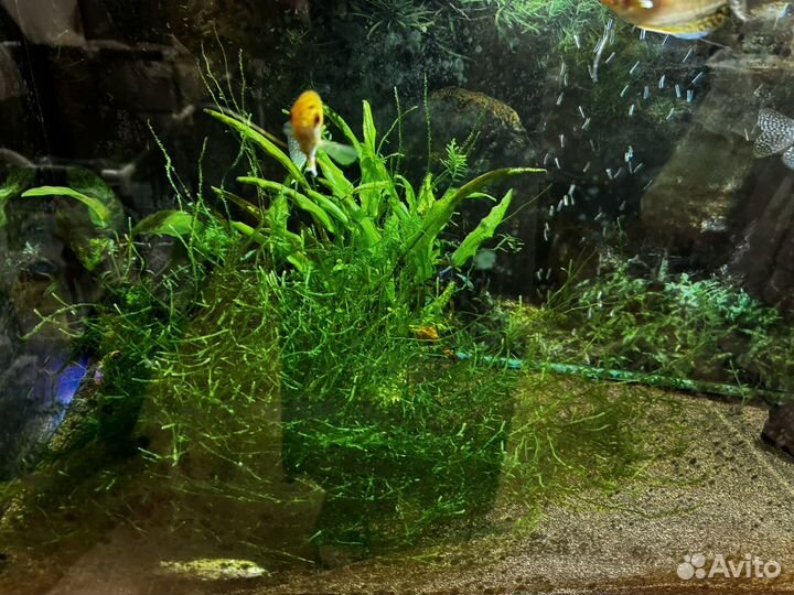 Аквариум, фильтр, украшения, растения, рыбы гурами