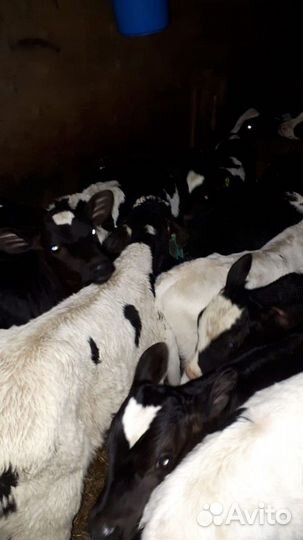 Бычки с доставкой