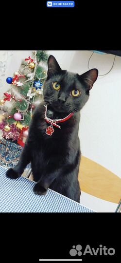 Кот кастрирован