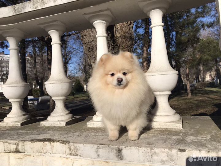 Померанский шпиц
