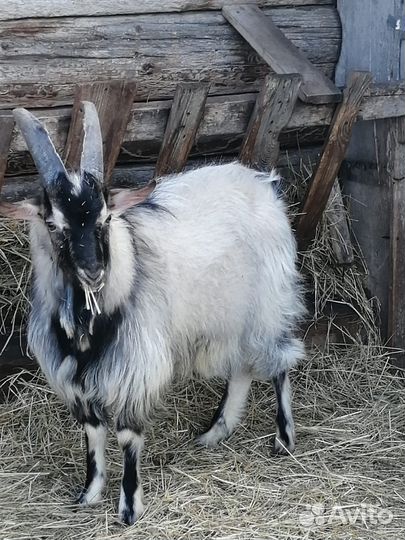 Вязка. Козлик Альпийко-Зааненская порода