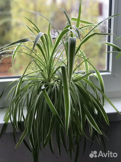 Комнатные цветы, любителей приглашаю в профиль)