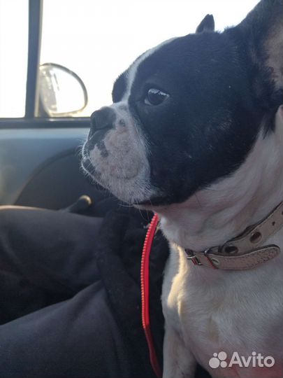 Французский бульдог