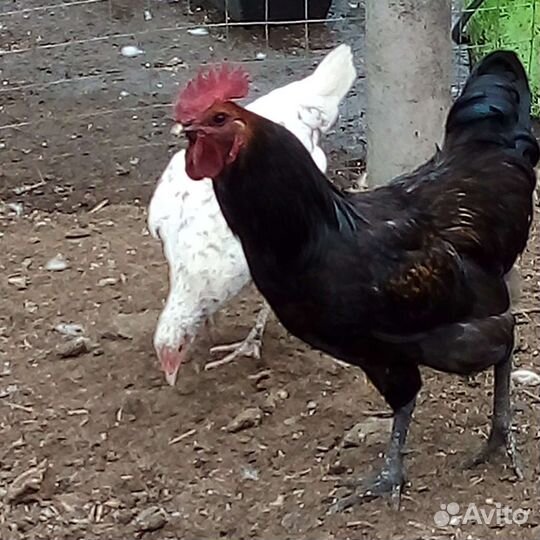 Лакеданзи цыплята,петухи.Русская хохл.яйцо перепел