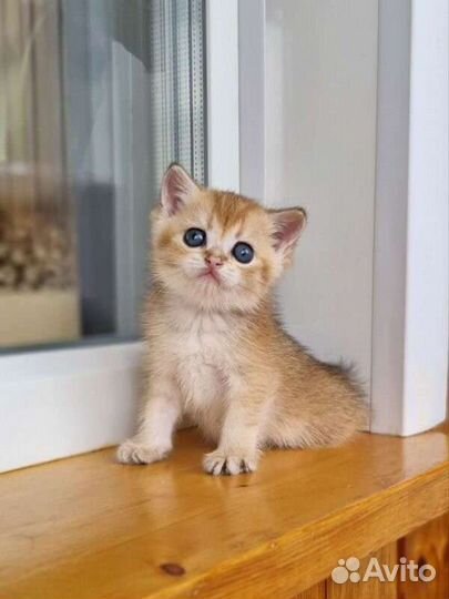 Золотая шиншилла девочка с родоловной