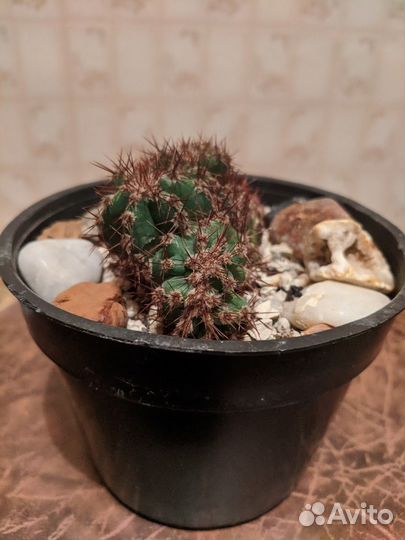 Кактус Цереус кристатная форма