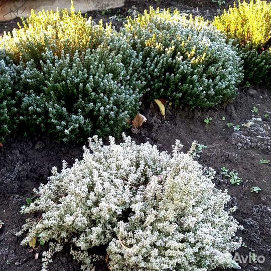 Тимьян (чабрец) (саженцы)