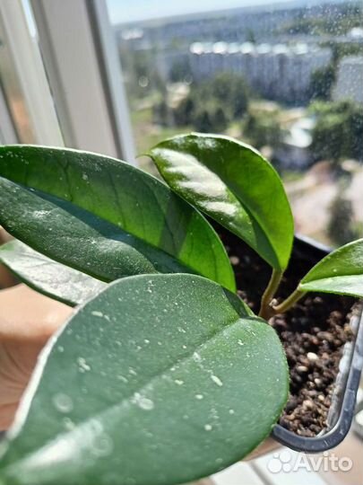 Комнатные растения разные