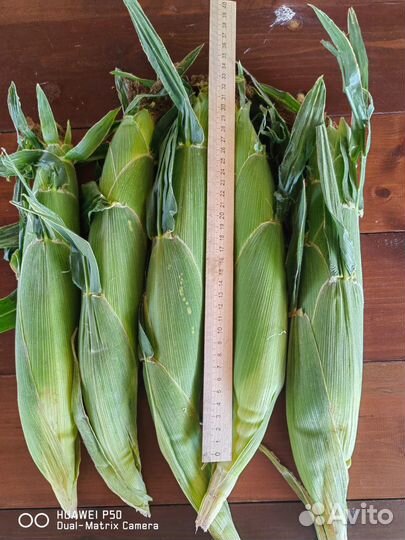 Кукуруза в початках