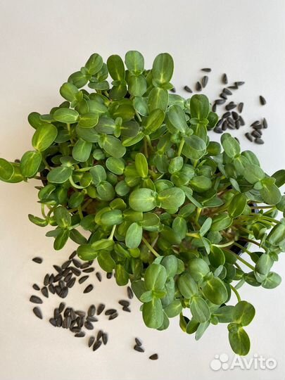 Подсолнух. Микрозелень