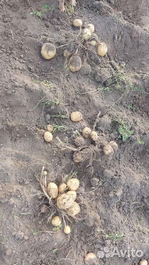 Продам картофель домашний
