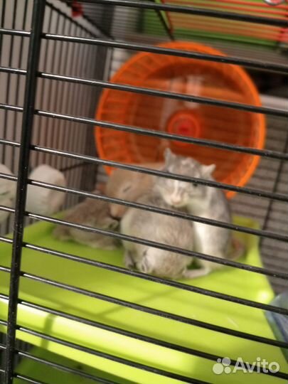 Мышь песчанка