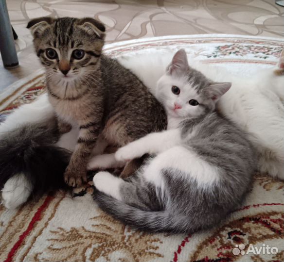 Котята в добрые руки