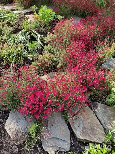 Почвопокровные растения для альпийской горки