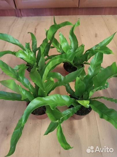 Аспарагус,Папоротник,Плющ,Фикус,Филодендрон
