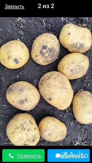 Продам картофель