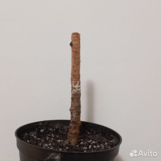 Драцена Лемон лайм черенок с корнями