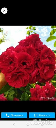 Саженцы роз. Плетистая