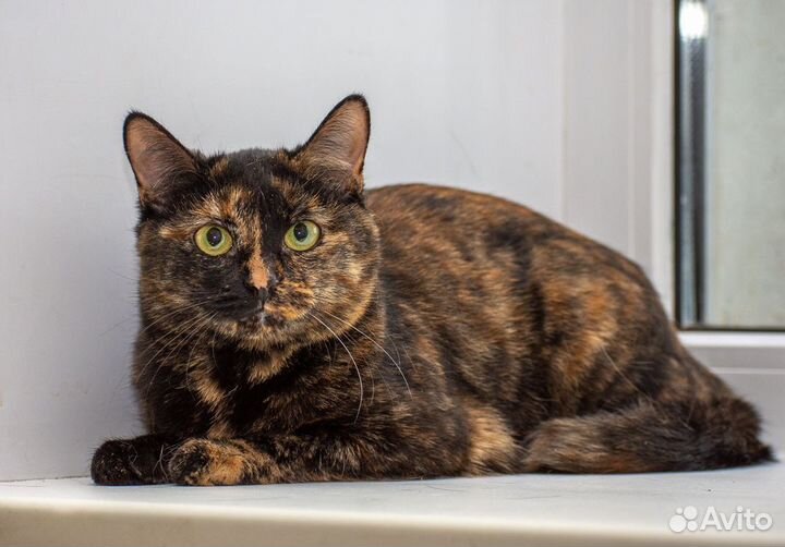 Кошечка в добрые ручки