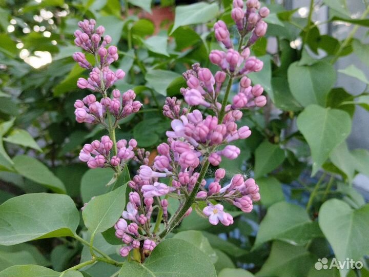 Саженцы сирени