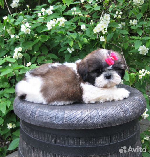 Очаровательных щенков ши-тцу