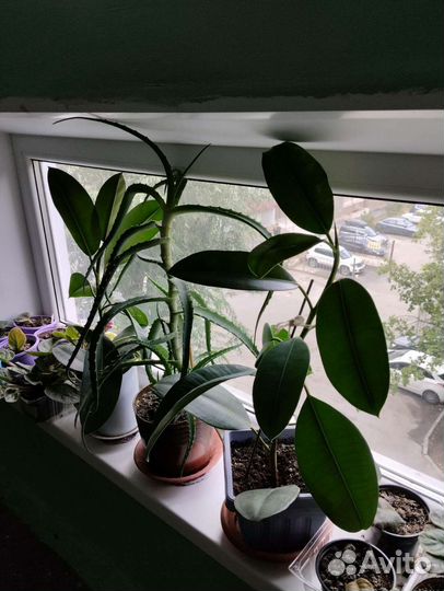 Цветок алоэ вера и Фикус