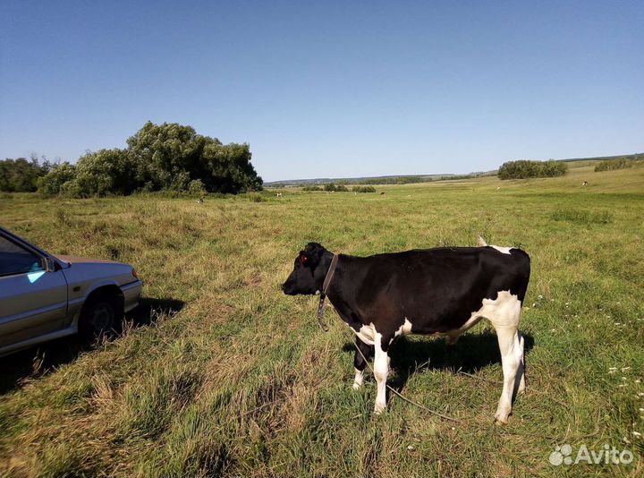 Продаются телята