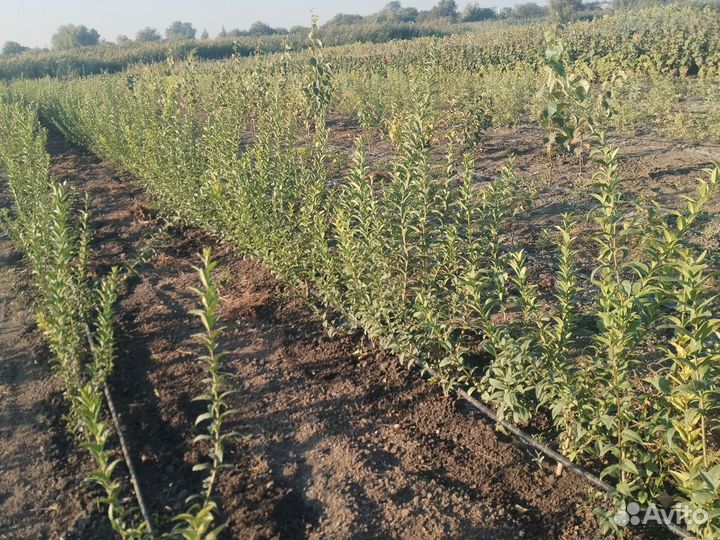 Бирючина живая изгородь